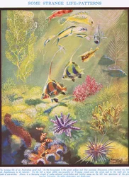 Noen merkelige livsmønstre, illustrasjon fra 'The Science of Life'